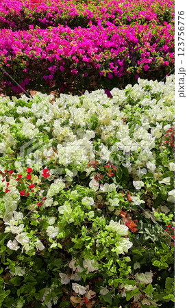 Generated image 123756776