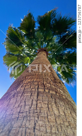 A different angle of a palm tree in the summer 123756787