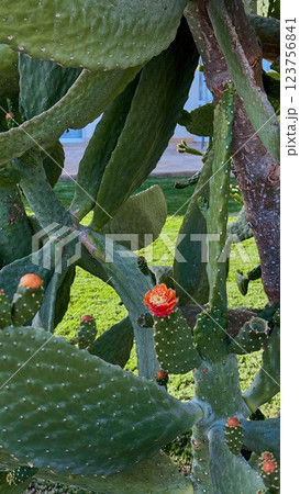 Blooming Prickly Pear cactus flower outdoor 123756841