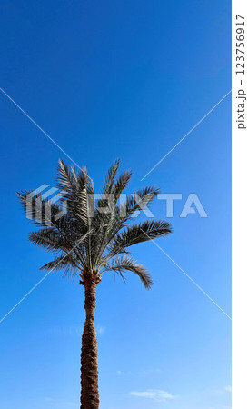 Palm leaves against the blue sky and Red sea 123756917