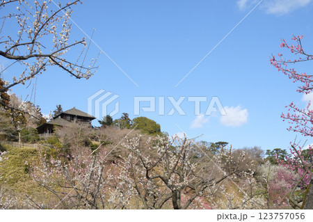 観梅の偕楽園と梅林と好文亭 観梅の偕楽園と梅林と好文亭 123757056