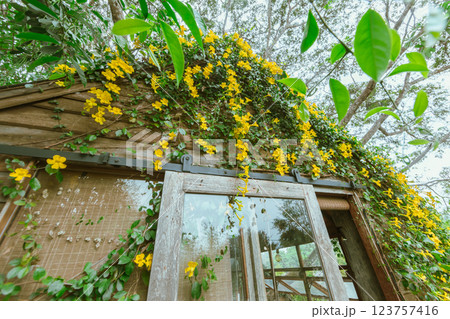 Wood house with yellow flower 123757416