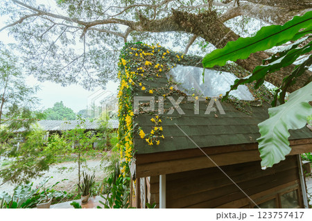 Wood house with yellow flower 123757417