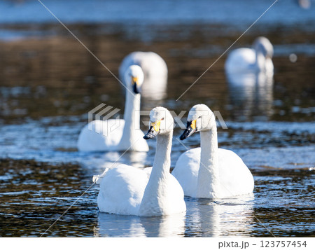 首都圏の荒川で越冬する優雅で美しい白鳥たち 123757454