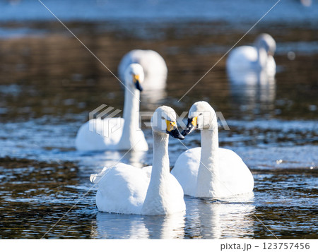 首都圏の荒川で越冬する優雅で美しい白鳥たち 首都圏の荒川で越冬する優雅で美しい白鳥たち 123757456