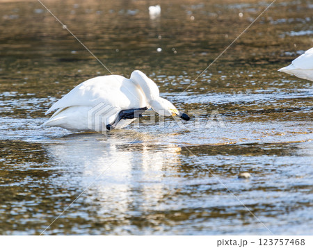 首都圏の荒川で越冬する優雅で美しい白鳥たち 首都圏の荒川で越冬する優雅で美しい白鳥たち 123757468