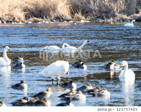 首都圏の荒川で越冬する優雅で美しい白鳥たち 首都圏の荒川で越冬する優雅で美しい白鳥たち 123757485
