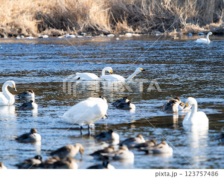 首都圏の荒川で越冬する優雅で美しい白鳥たち 首都圏の荒川で越冬する優雅で美しい白鳥たち 123757486