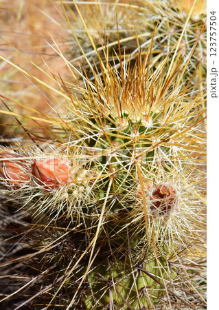 Flowering Hedge Hog cactus Flowering Hedge Hog cactus 123757504