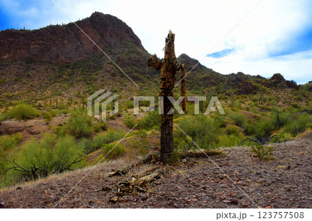 Sonora Desert Arizona Picacho Peak State Park 123757508