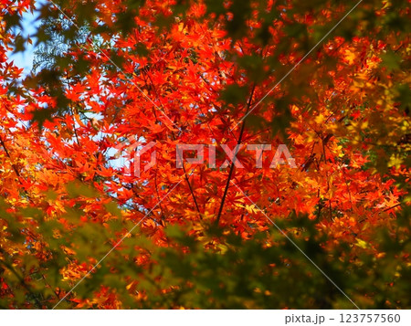 紅葉 123757560