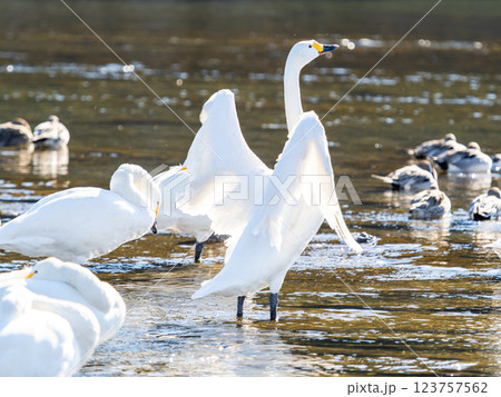 首都圏の荒川で越冬する優雅で美しい白鳥たち　羽ばたく姿 123757562