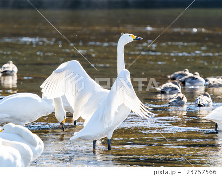首都圏の荒川で越冬する優雅で美しい白鳥たち　羽ばたく姿 123757566