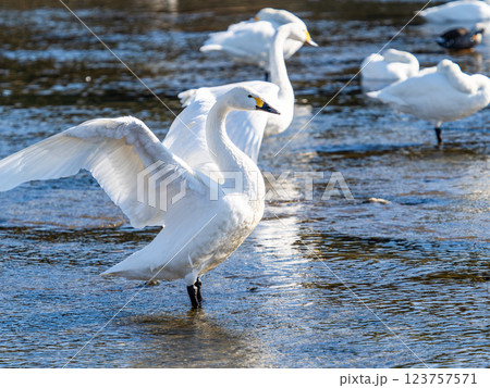 首都圏の荒川で越冬する優雅で美しい白鳥たち　羽ばたく姿 123757571