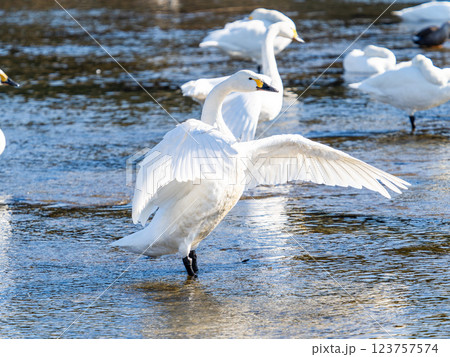 首都圏の荒川で越冬する優雅で美しい白鳥たち 羽ばたく姿 首都圏の荒川で越冬する優雅で美しい白鳥たち 羽ばたく姿 123757574