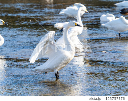 首都圏の荒川で越冬する優雅で美しい白鳥たち 羽ばたく姿 首都圏の荒川で越冬する優雅で美しい白鳥たち 羽ばたく姿 123757576