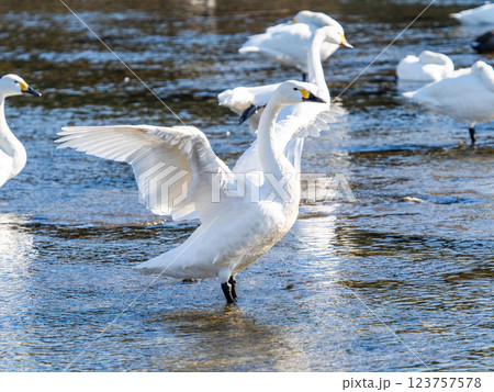 首都圏の荒川で越冬する優雅で美しい白鳥たち 羽ばたく姿 首都圏の荒川で越冬する優雅で美しい白鳥たち 羽ばたく姿 123757578