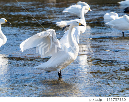 首都圏の荒川で越冬する優雅で美しい白鳥たち　羽ばたく姿 123757580