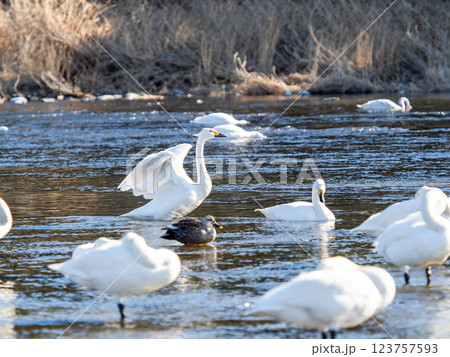 首都圏の荒川で越冬する優雅で美しい白鳥たち　羽ばたく姿 123757593