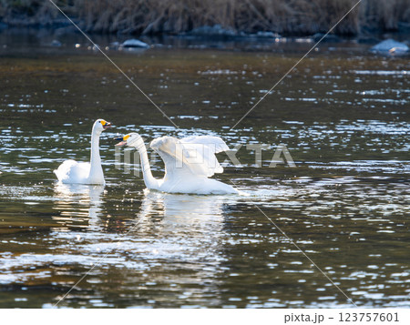 首都圏の荒川で越冬する優雅で美しい白鳥たち 羽ばたく姿 首都圏の荒川で越冬する優雅で美しい白鳥たち 羽ばたく姿 123757601