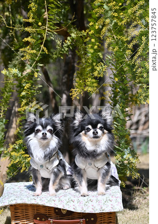 2匹の仲良しチワワとミモザ 春の素材 2匹の仲良しチワワとミモザ 春の素材 123757845