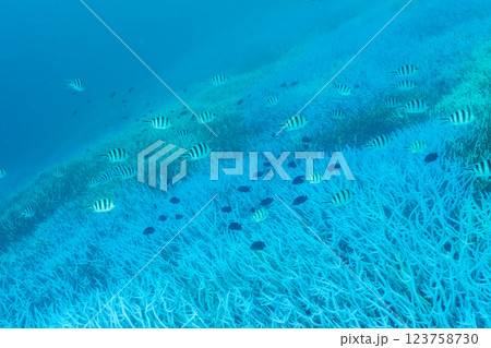 白化したエダサンゴ 小笠原 東京都 白化したエダサンゴ 小笠原 東京都 123758730