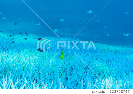 白化したエダサンゴ　小笠原　東京都 123758747