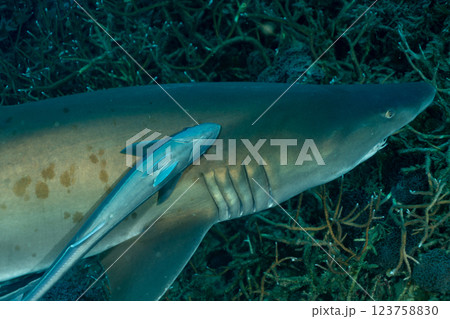 シロワニにつくコバンザメ　小笠原　東京都 123758830