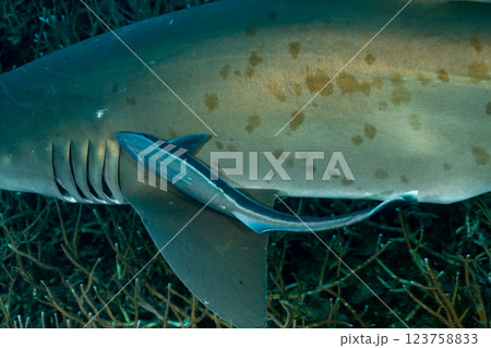 シロワニにつくコバンザメ 小笠原 東京都 シロワニにつくコバンザメ 小笠原 東京都 123758833
