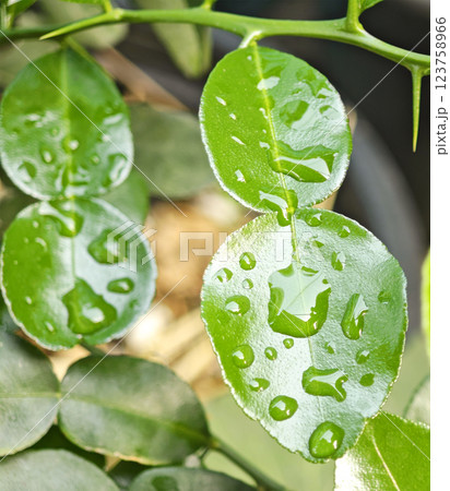 Fresh kaffir lime leaves with water drops on the leaves. Thai herbs, good for the body. 123758966