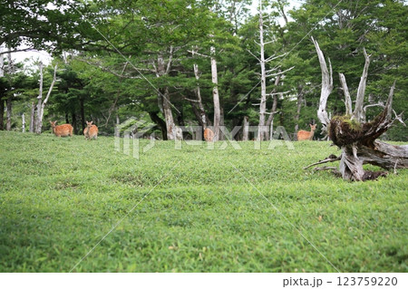 鹿・大台ケ原 【奈良県吉野郡上北山村】 鹿・大台ケ原 【奈良県吉野郡上北山村】 123759220