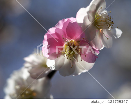紅白の梅の花 紅白の梅の花 123759347