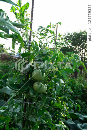 Vibrant green tomato plants thrive in a cozy summer garden, basking in sunlight. 123759385