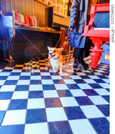 Adorable Pembroke Welsh Corgi on checkered floor with owner in vintage cafe. High quality photo 123759693