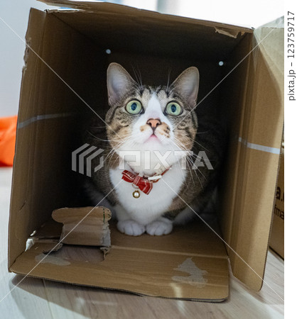 箱入り猫、きょとん顔がたまらなく可愛い瞬間 123759717