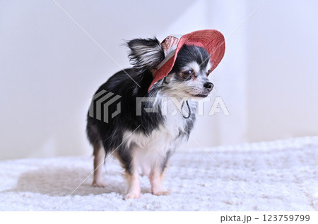可愛いピンクの帽子を被るチワワ 可愛いピンクの帽子を被るチワワ 123759799
