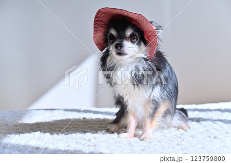 可愛いピンクの帽子を被るチワワ 123759800