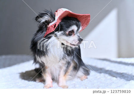 可愛いピンクの帽子を被るチワワ 123759810