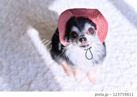 可愛いピンクの帽子を被るチワワ 123759811