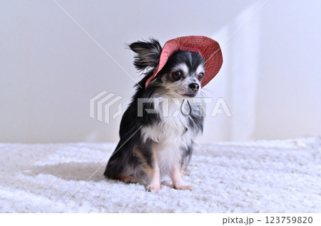可愛いピンクの帽子を被るチワワ 123759820