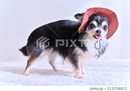 可愛いピンクの帽子を被るチワワ 可愛いピンクの帽子を被るチワワ 123759823