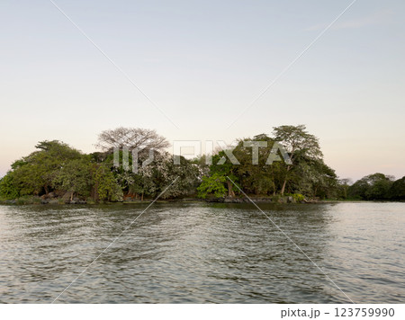 Island with trees and white birds 123759990