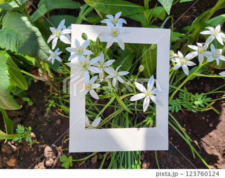 White flowers birdcage, Ornithogalume umbrella in a white cardboard frame. White flowers birdcage, Ornithogalume umbrella in a white cardboard frame. 123760124