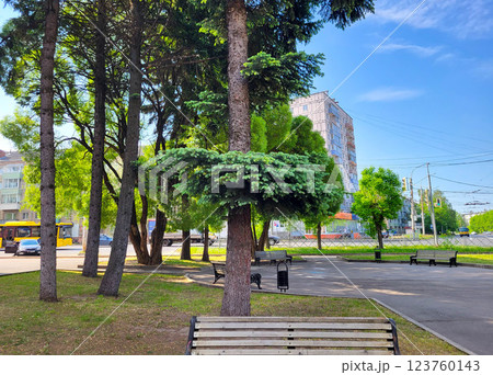 A large tree with lush branches is the prickly spruce picea pungens A large tree with lush branches is the prickly spruce picea pungens 123760143
