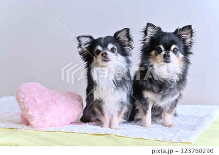 2匹のチワワとピンクのハートのクッション 2匹のチワワとピンクのハートのクッション 123760290