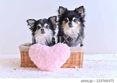 バスケットに入る2匹のチワワ　ピンクのハートのクッション 123760375