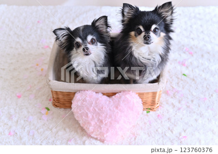 バスケットに入る2匹のチワワ ピンクのハートのクッション バスケットに入る2匹のチワワ ピンクのハートのクッション 123760376