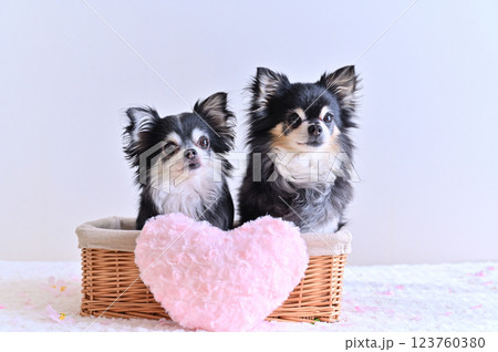 バスケットに入る2匹のチワワ　ピンクのハートのクッション 123760380