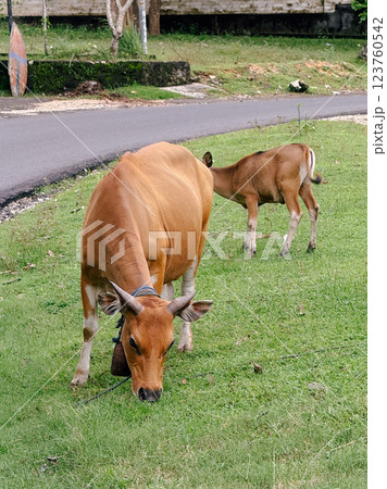 A Cow in the Savanna A Cow in the Savanna 123760542