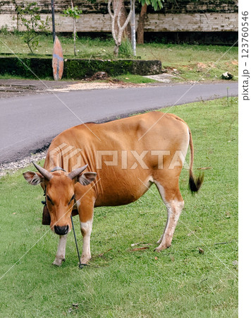 A Cow in the Savanna A Cow in the Savanna 123760546